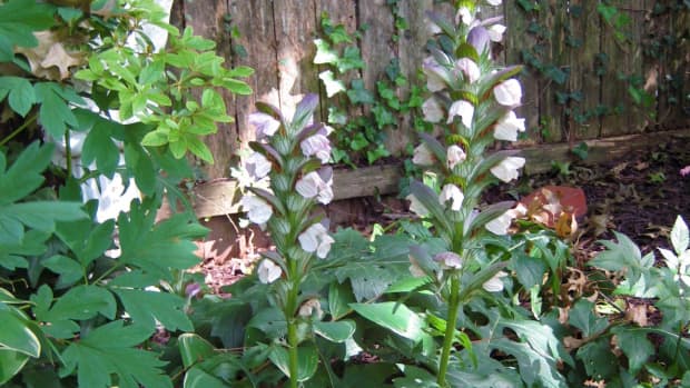 bears-breeches-oyster-plant-or-acanthus-mollis