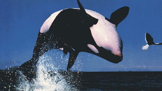 tilikum-in-2015-are-we-any-closer-to-saving-the-orcas