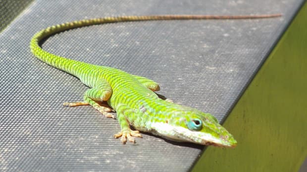 Reptiles & Amphibians - HubPages