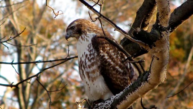 birds-of-prey-the-red-tail-hawk