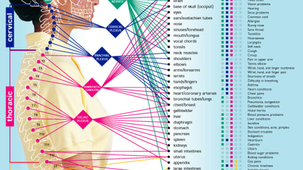 This chart shows how specific nerves send messages from the brain to specific areas in the body, thus controlling the functions of organs, circulation, and much more.