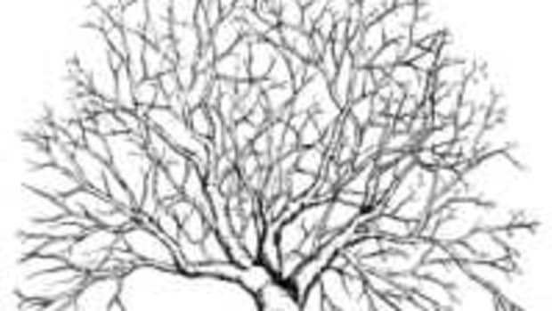 an-illustrated-guide-for-pruning-an-overgrown-apple-tree