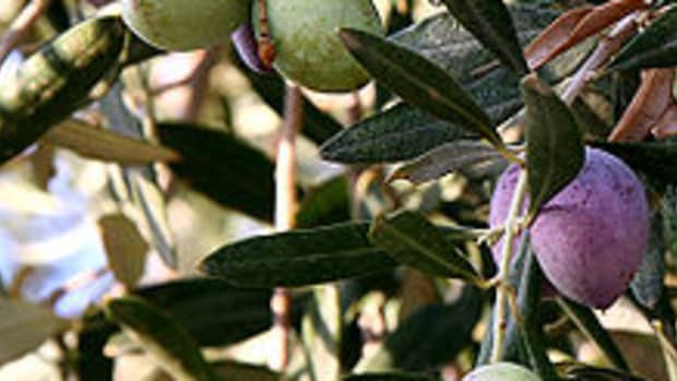 what-about-olive-trees