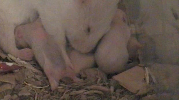 pregnant-hamster