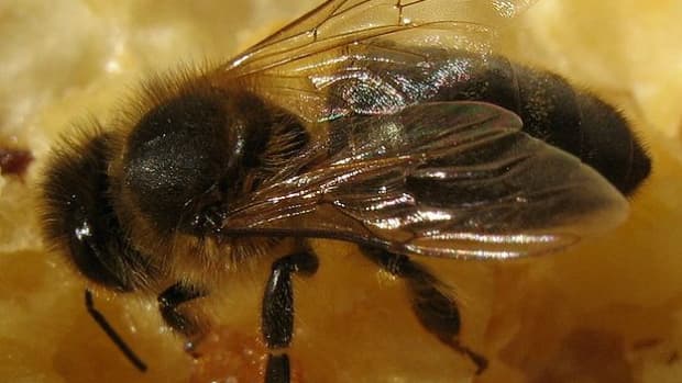 how-do-honeybees-make-honey