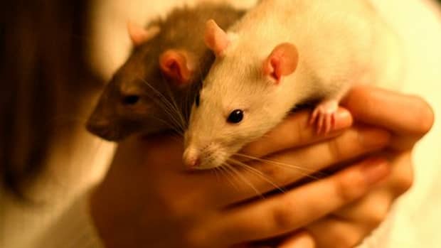 how-to-prevent-pet-rat-odors