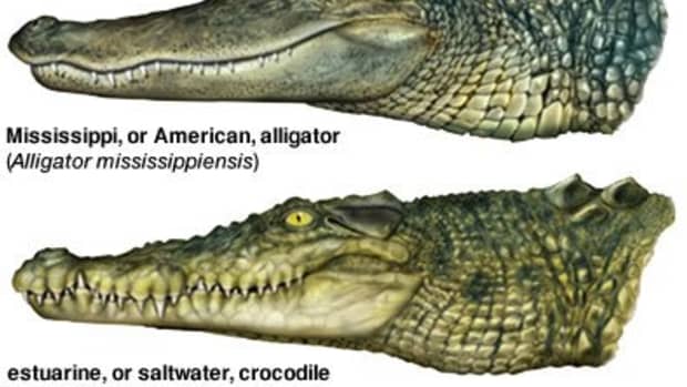 differences-between-alligators-and-crocodiles