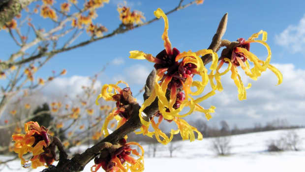what-is-witch-hazel-and-what-are-its-uses