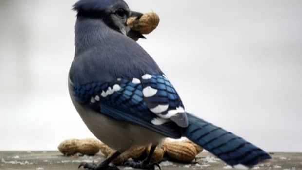 blue-jays-and-the-great-american-backyard-bird-count