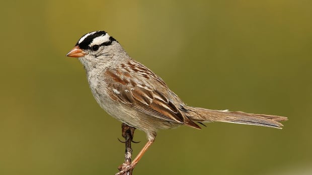 white-crowned-sparrows-sing-the-sad-song-of-winter