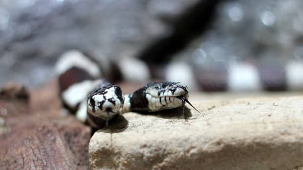 two-headed-snakes-facts-and-mythology