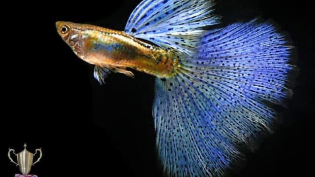 guppies-for-sale