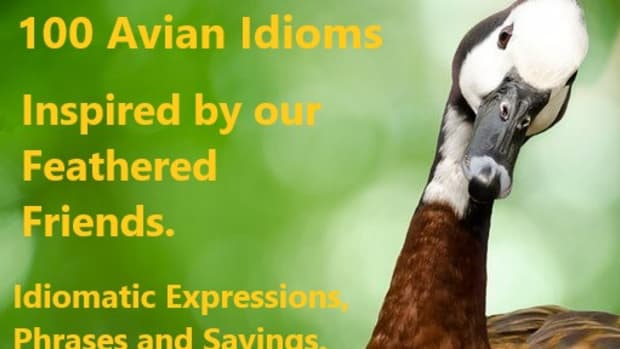 100-everyday-avian-idioms-and-phrases-inspired-by-human-observation-of-birds