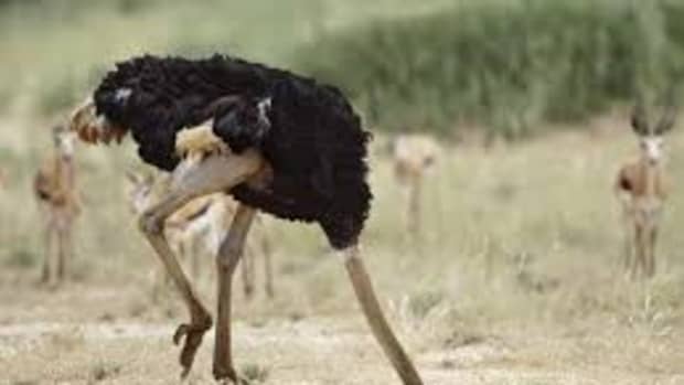 the-great-american-ostrich