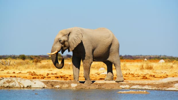 botswanas-mysterious-elephant-death-revealed