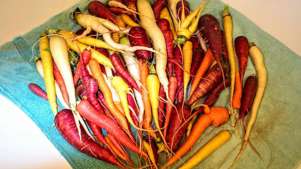 colorful-carrots---freezing-your-crop-to-make-the-most-of-them