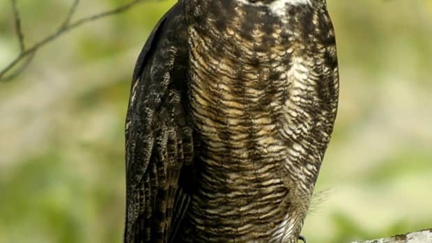 birds-of-prey-the-great-horned-owl