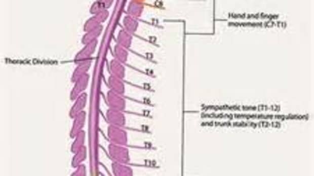 all-about-the-spinal-cord-and-its-importance