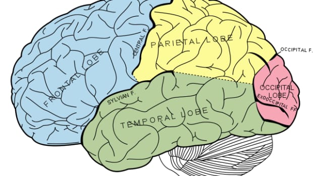 what-are-the-three-memory-stores-and-how-to-improve-our-memory