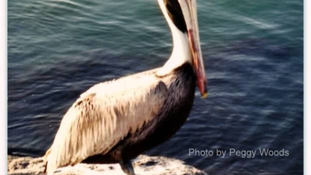 pelican-photos-some-facts-and-inspiration-for-my-linocut