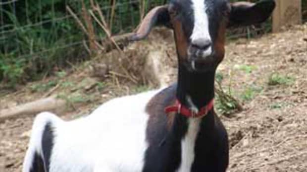 raising-people-friendly-goats