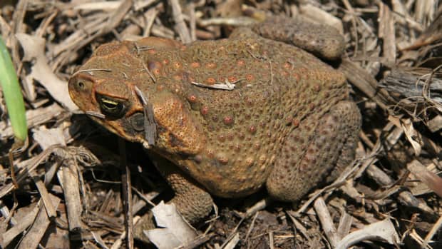 the-cane-toad-australias-greatest-pest
