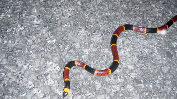 deadly-coral-snakes