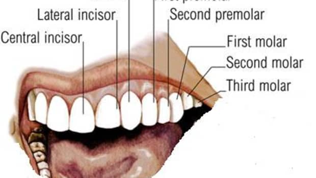 Dental Formula in adult man: there are thirty-two permanent teeth, sixteen teeth in the upper jaw and another sixteen teeth in the lower jaw. The teeth are also arranged in symmetrical sets of eight teeth on each side.