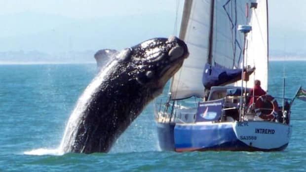 6-incredible-photos-of-whales
