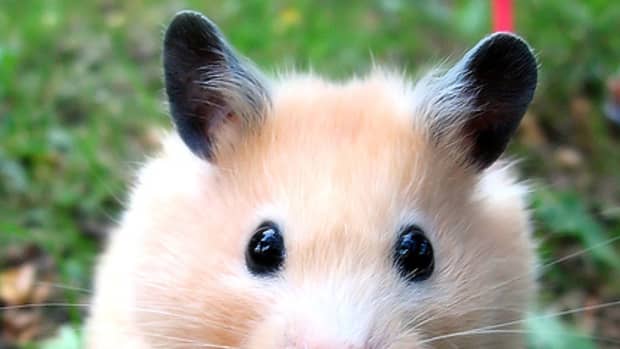 fun-interesting-facts-about-hamsters
