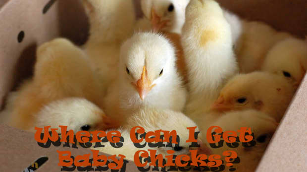 where-can-i-get-baby-chicks-planning-your-backyard-chicken-flock
