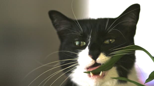 why-do-cats-eat-plants