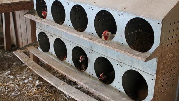 roller-egg-nesting-boxes-chicken-nest-box-chickens-processing