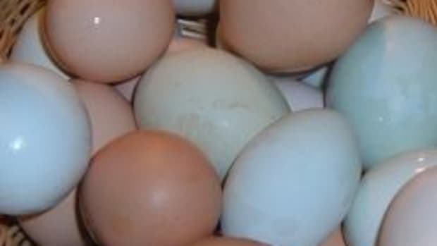 raising-backyard-chickens-for-home-grown-chicken-eggs