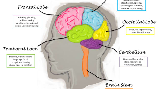 3 Main Parts of the 3 Pound Human Brain - CogniFit Blog: Brain