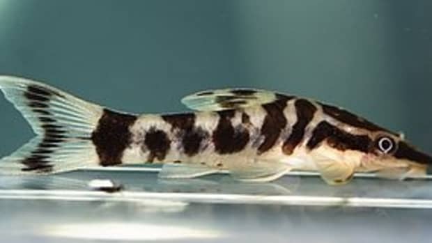 the-zebra-otocinclus-catfish