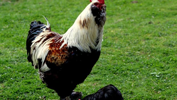 5-chicken-breeds-you-may-not-have-heard-of