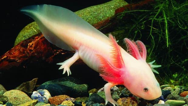 facts-about-axolotl-the-mexican-salamander