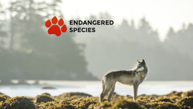 10-endangered-wolves-probably-extinct