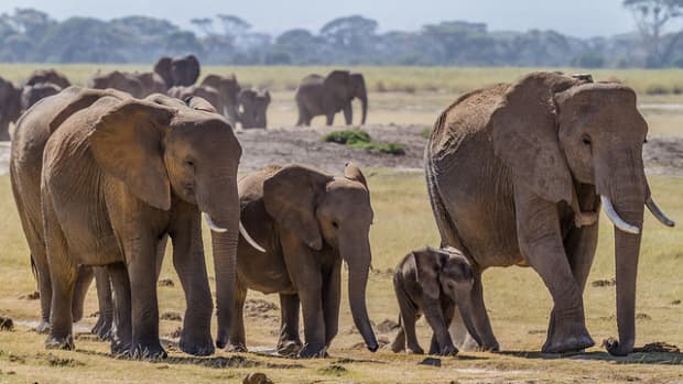 elephant-with-a-heart-how-elephants-communicate-and-use-language