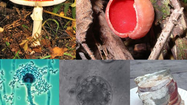 the-amazing-world-of-mushrooms-and-other-fungi