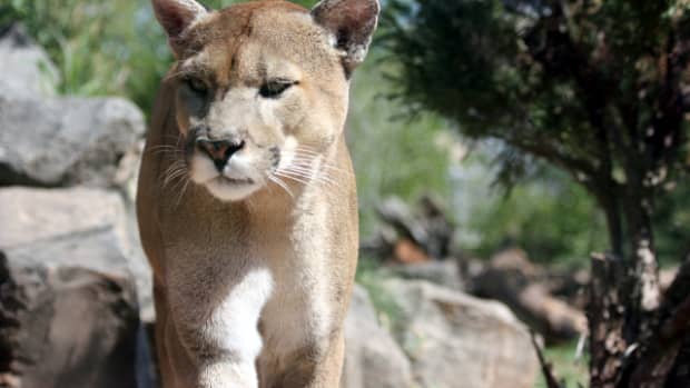 the-florida-panther-facts-and-conservation-efforts