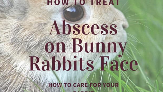 how-to-treat-a-bunny-rabbit-with-an-abscess-on-thier-chin