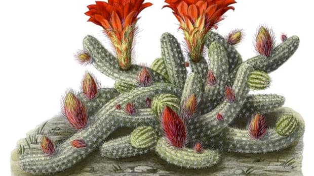 the-peanut-cactus-is-easy-to-grow-and-get-to-bloom