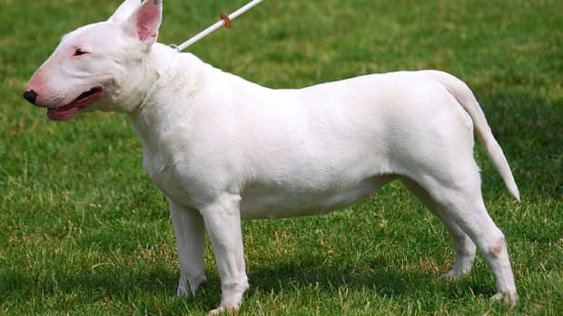 your-guide-to-the-5-kinds-of-bull-terrier