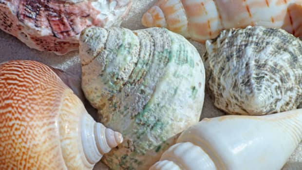 top-shells-moon-shells-cone-shells-whelks-and-more