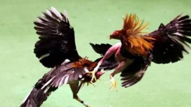 illegal-cockfighting-in-america-a-rough-life-for-a-rooster