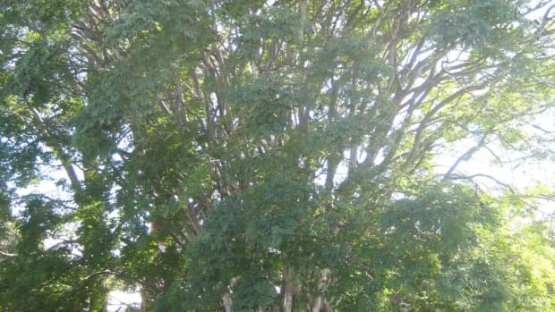 the-leopard-tree-a-tall-beauty-or-public-nuisance