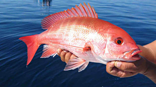 Red snapper