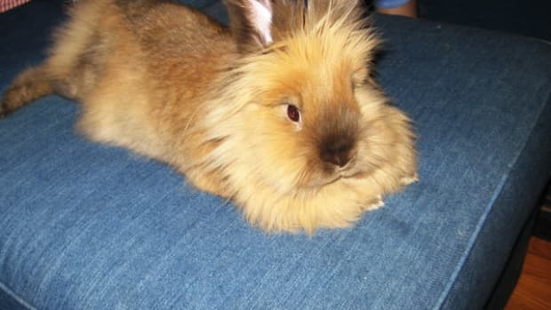 petology-lionhead-bunny-rabbits-all-about-these-cute-and-unusual-bunnies